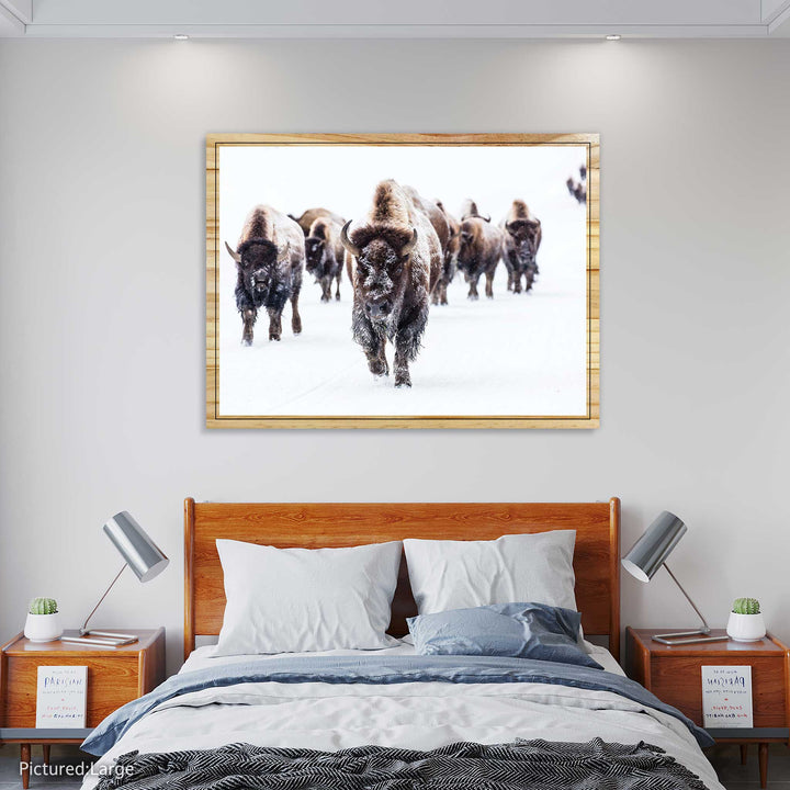 Herd of Bison