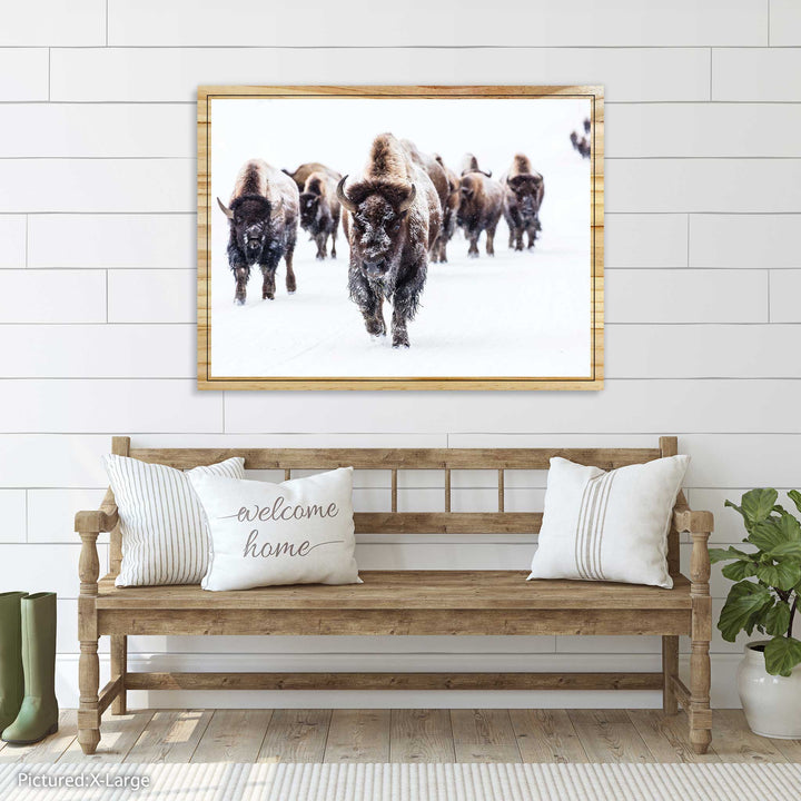 Herd of Bison