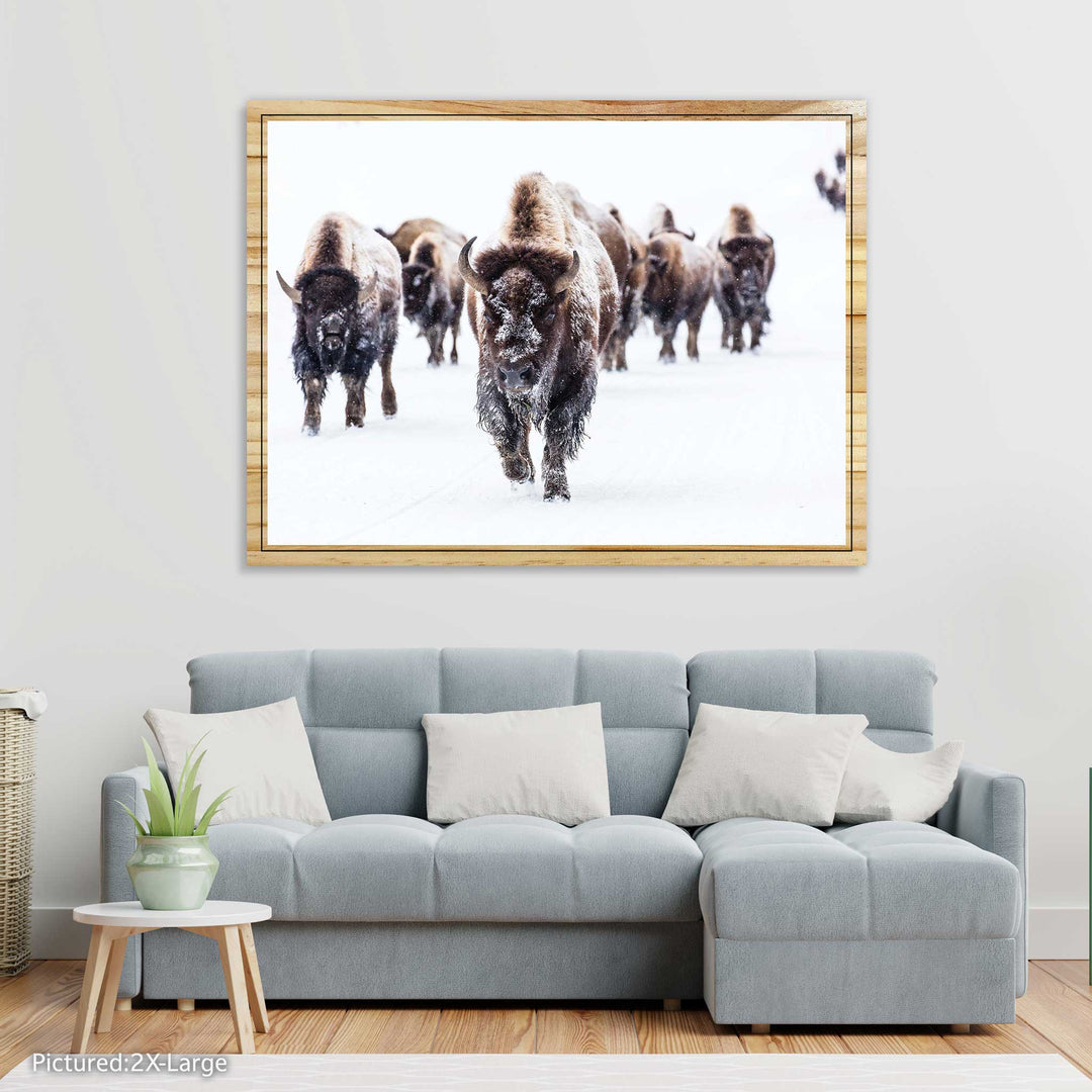 Herd of Bison