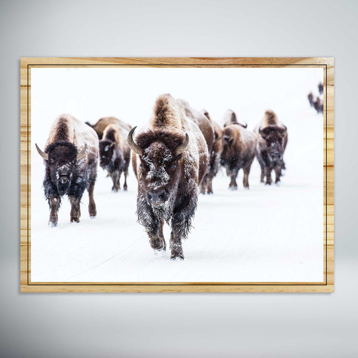 Herd of Bison