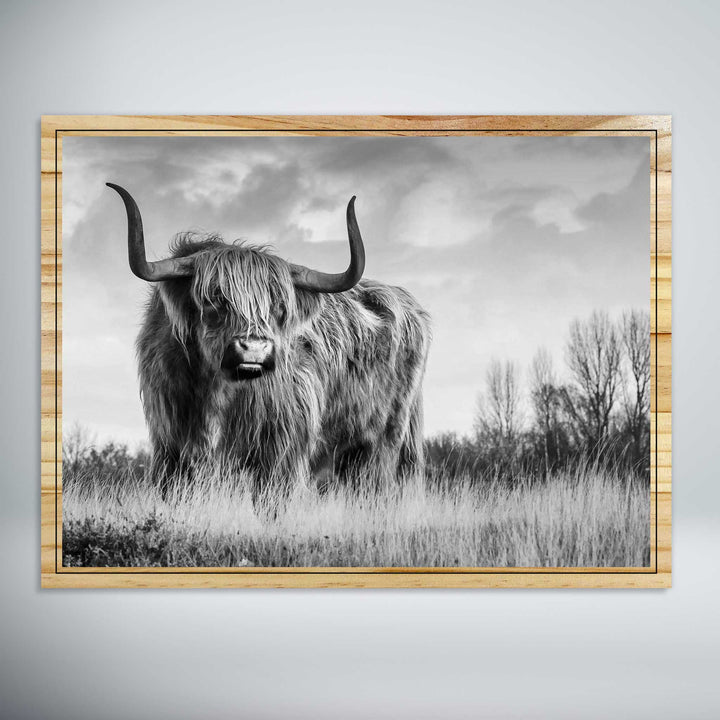 Highland Cattle