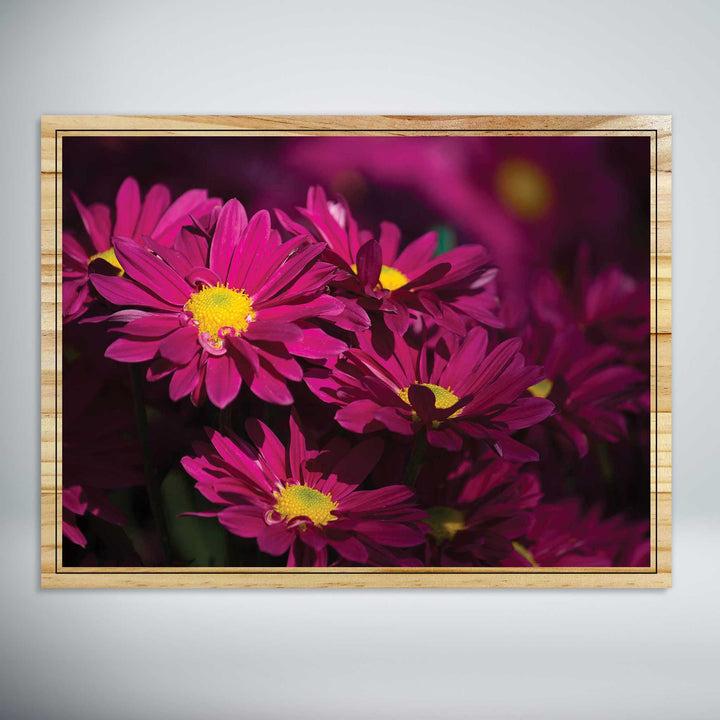 Red Chrysanthemums Daisy