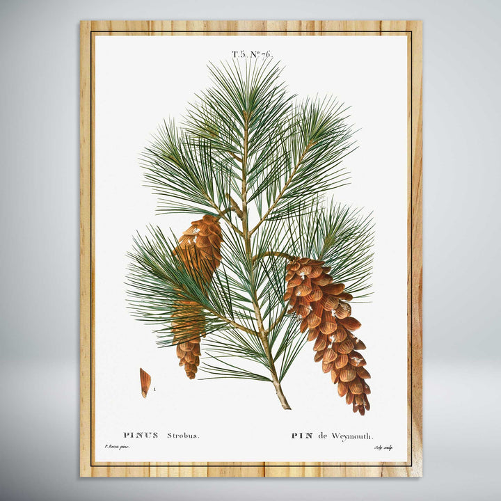 White Pine