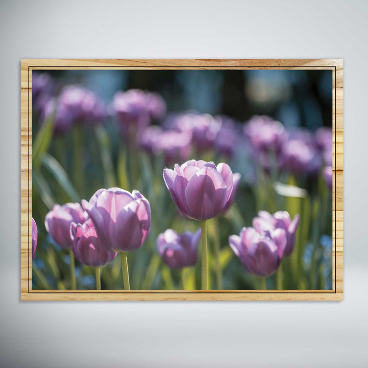 Violet Tulips