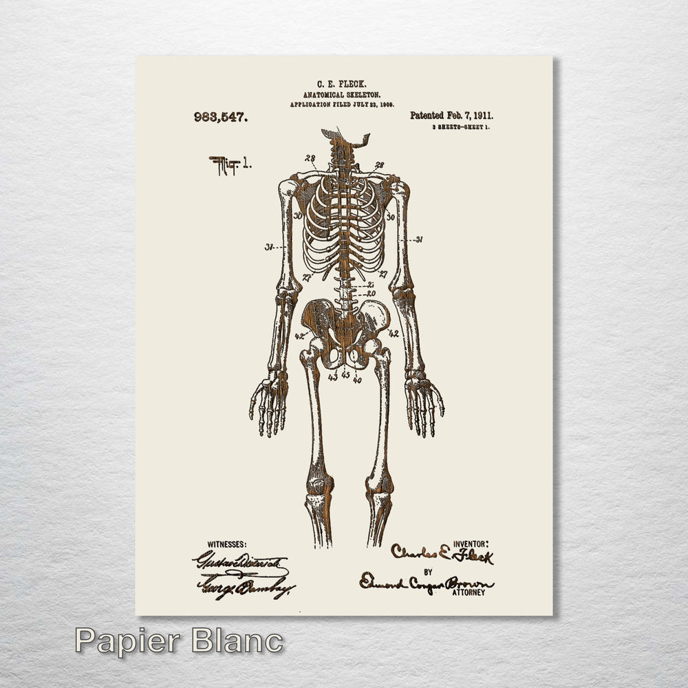 1911 Anatomical Skeleton Patent - Fire & Pine